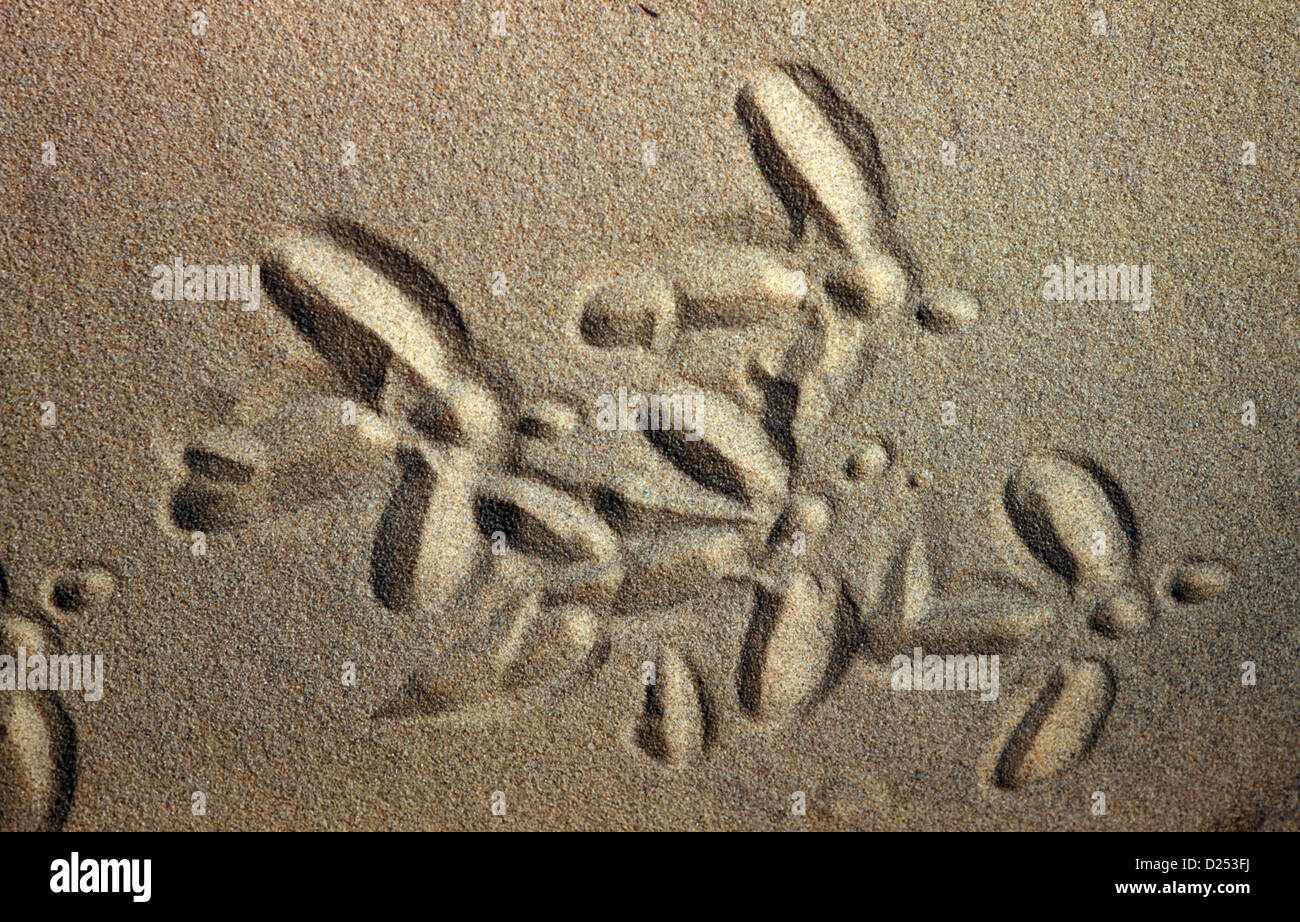 Weißstorch-Spuren im sand Stockfoto
