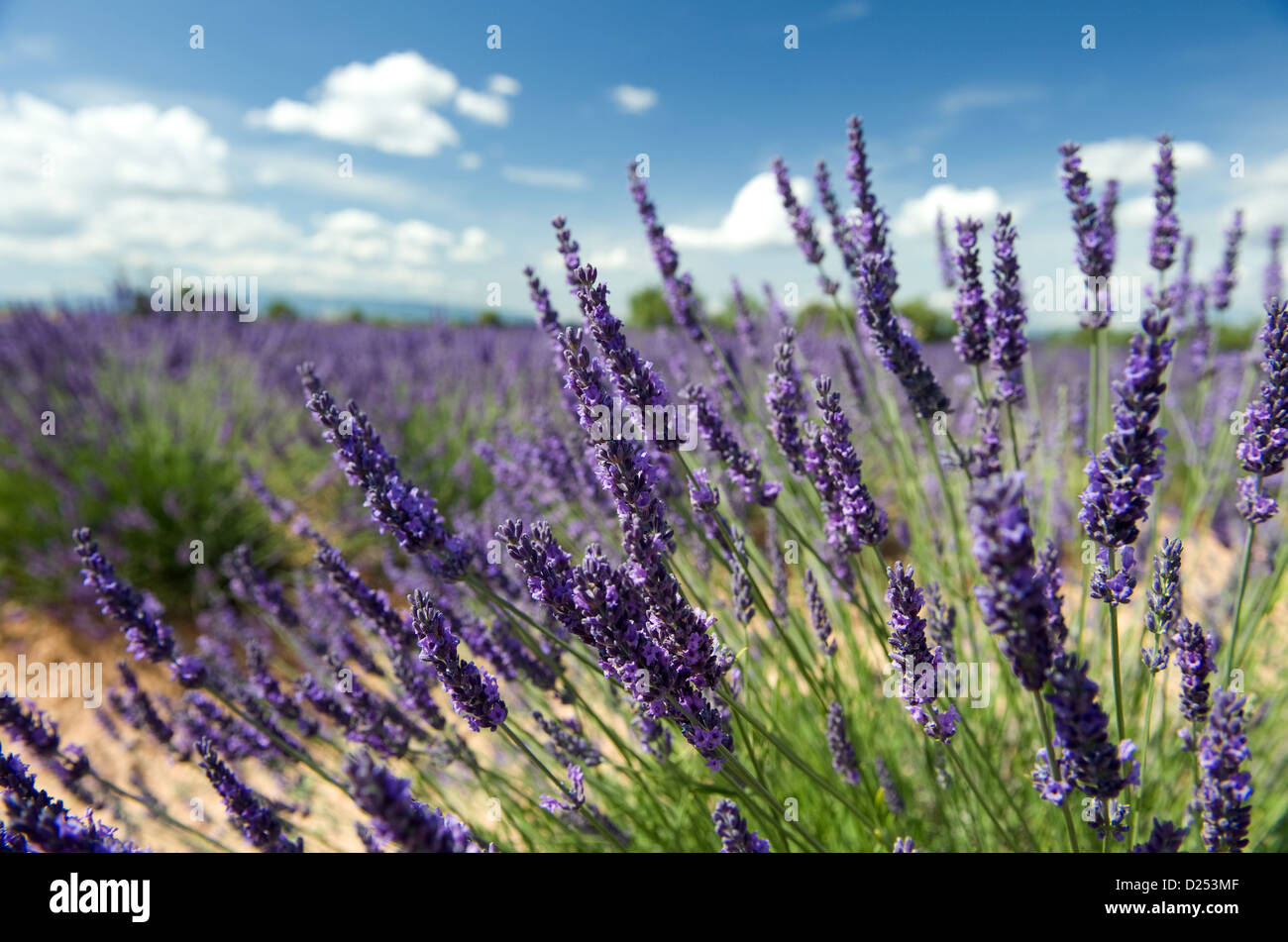 Plateau de Valensole, Frankreich, angehende Lavendelblau Stockfoto