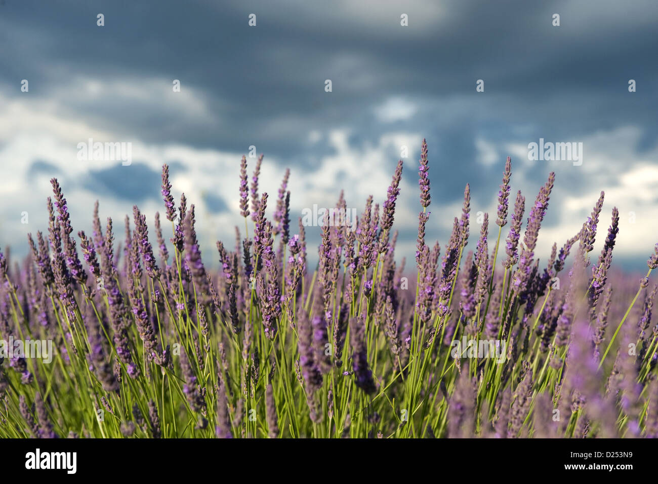 Plateau de Valensole, Frankreich, ein blühendes Feld von Lavendel Stockfoto