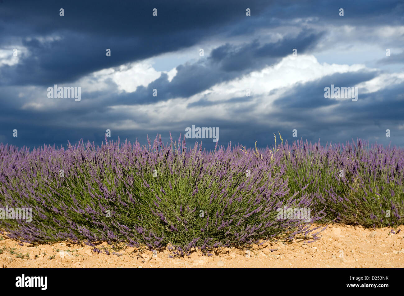 Plateau de Valensole, Frankreich, ein blühendes Feld von Lavendel Stockfoto