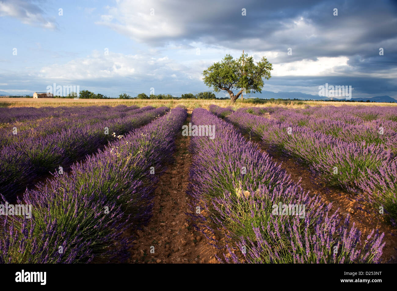 Plateau de Valensole, Frankreich, ein blühendes Feld von Lavendel Stockfoto