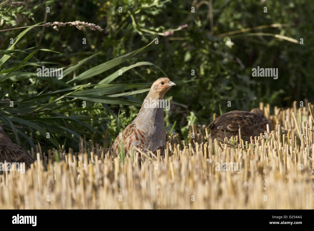 Englisch oder Grey Partridge am Rand des Stoppelfeld, Anfang September. Stockfoto
