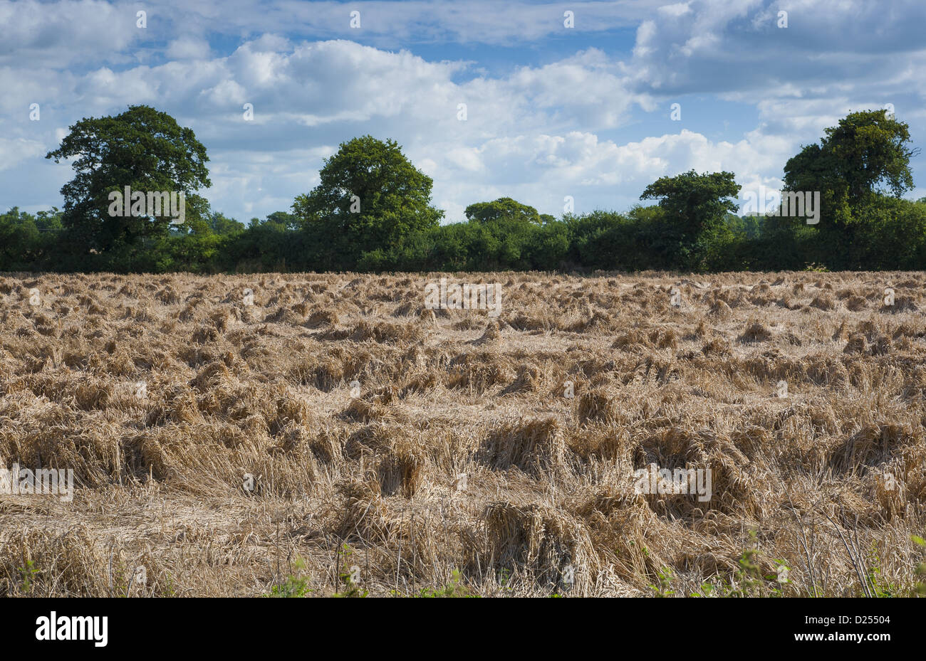 Weizen (Triticum Aestivum) eingelegt Ernte, abgeflacht, bei nassem Wetter, in der Nähe von Chester, Cheshire, England, August Stockfoto