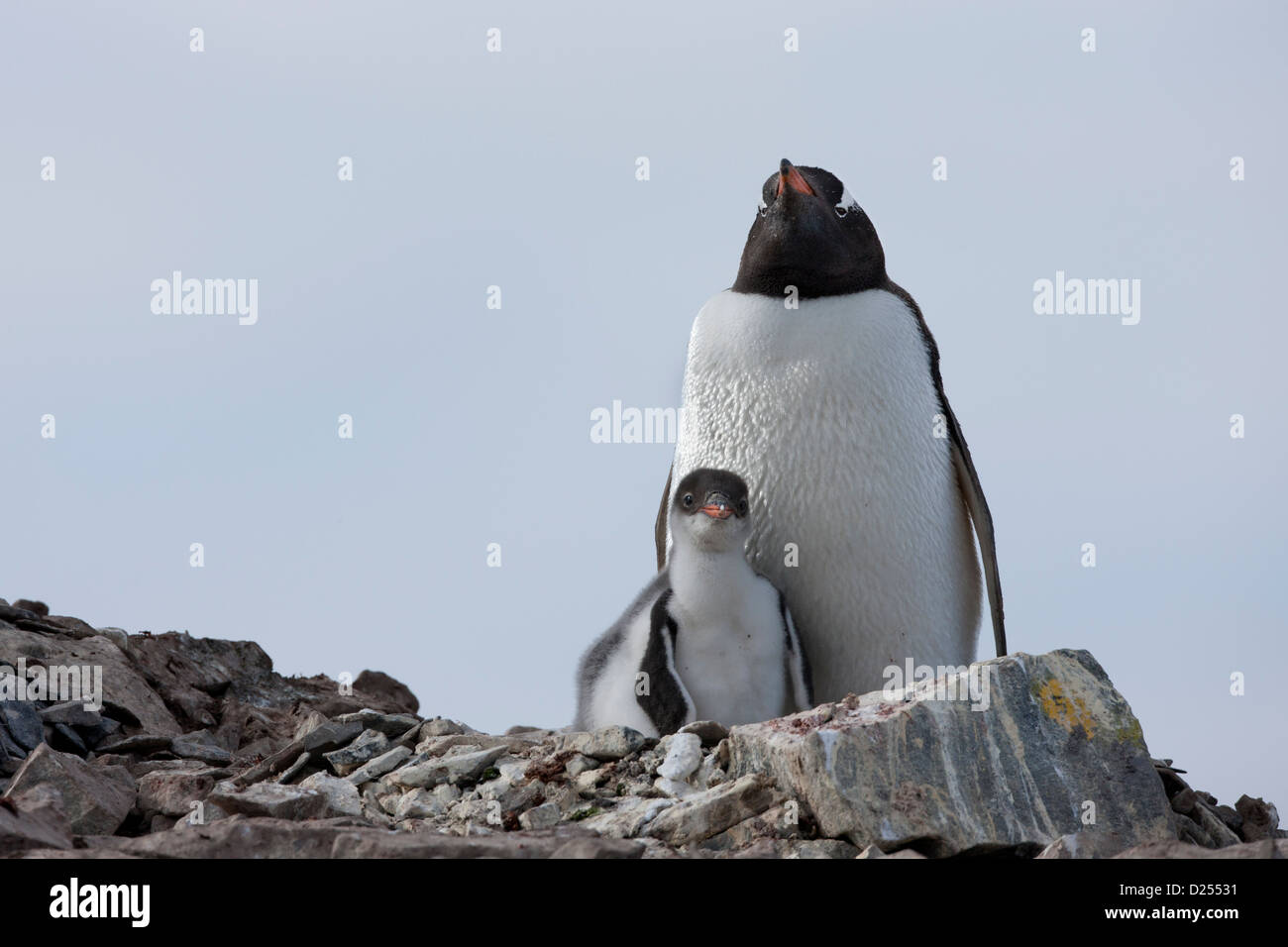 Gentoo Penguin (Pygoscelis Papua Ellsworthi) mit seiner flaumigen Küken auf ein Nest in Hope Bay, Antarktis. Stockfoto