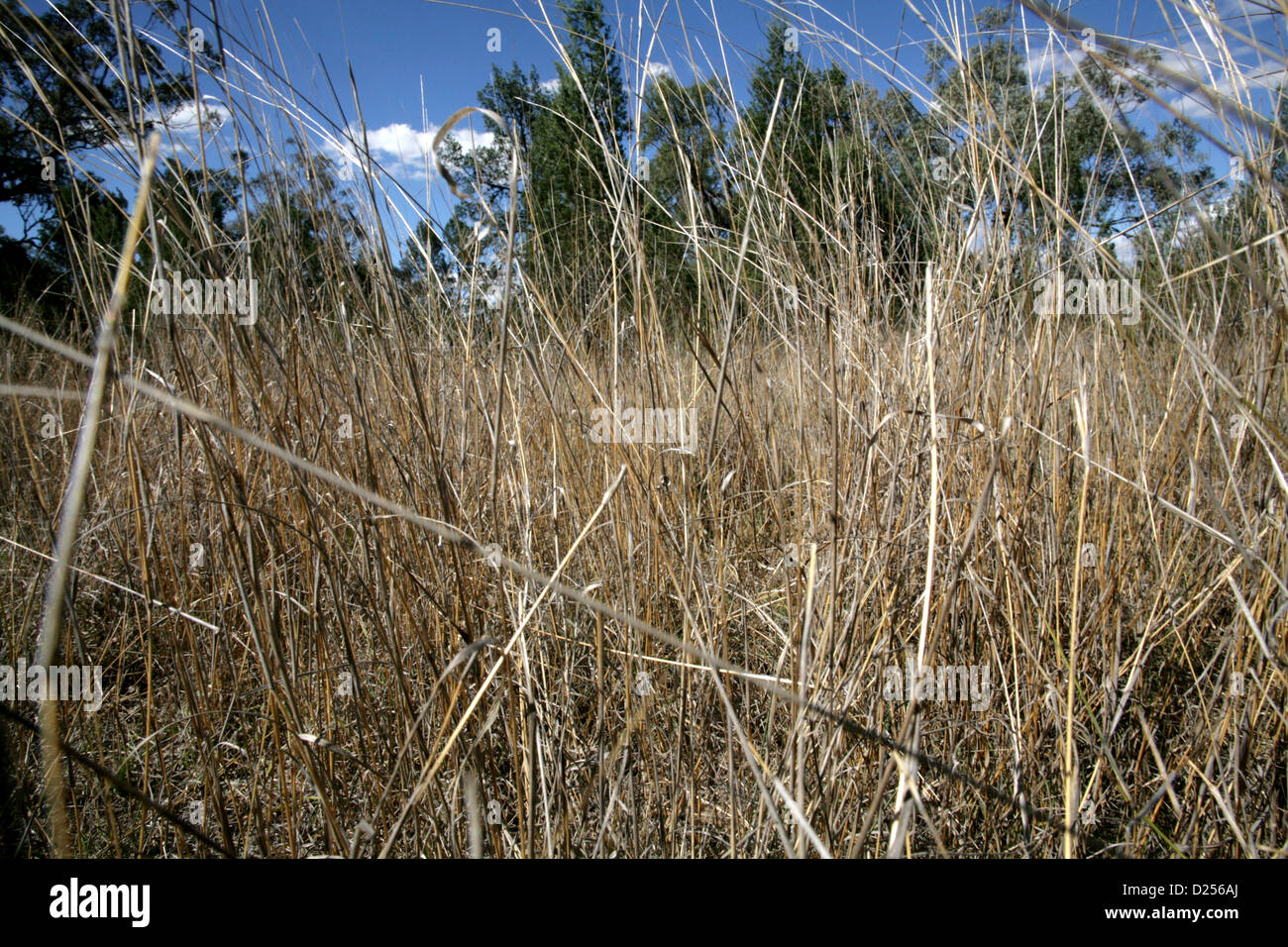 Trockenrasen, See Keepit, Outback N.S.W, Australien Stockfoto