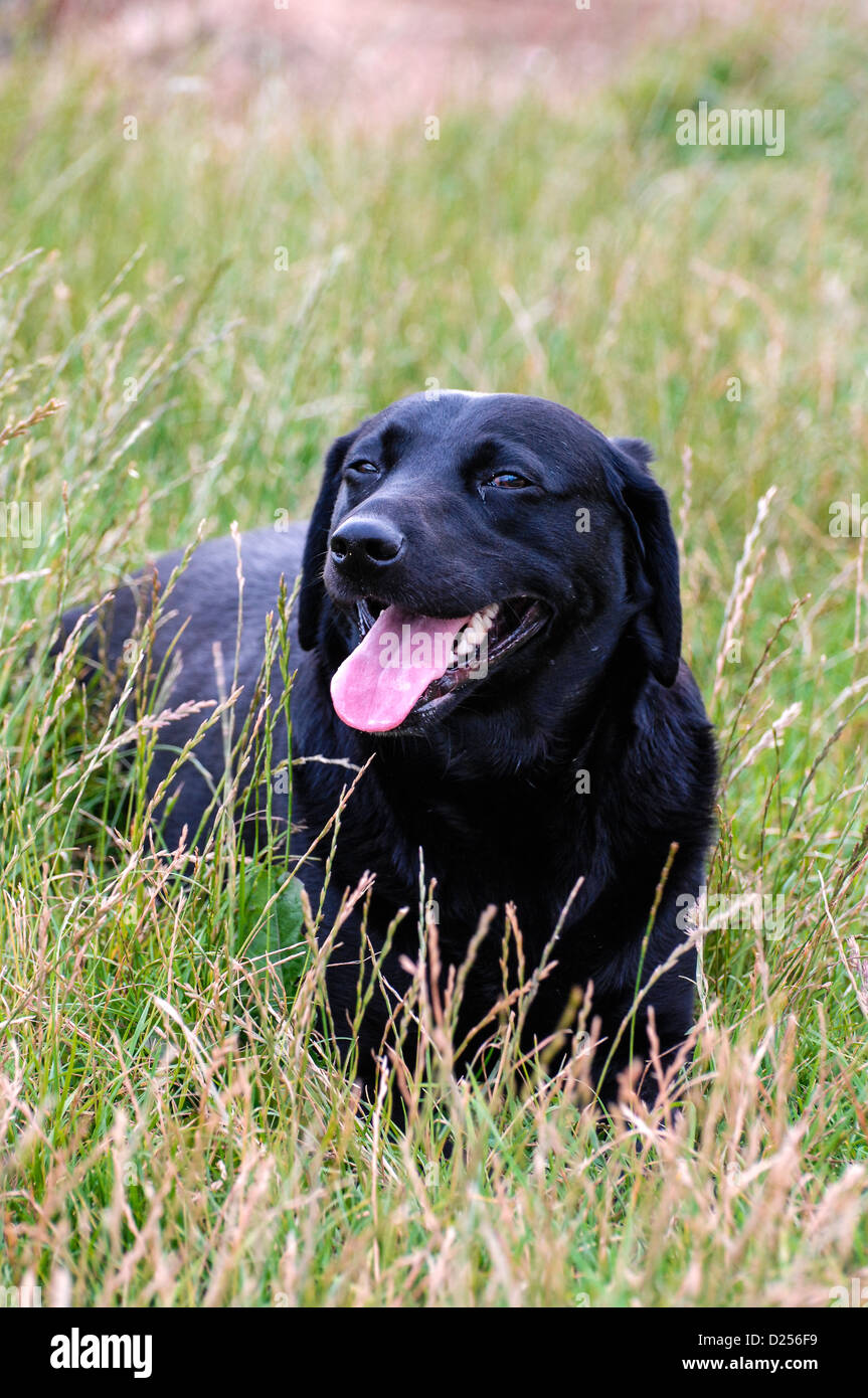 Ein schwarzer Labrador-Jagdhund entspannt draußen mit seinem Besitzer Stockfoto