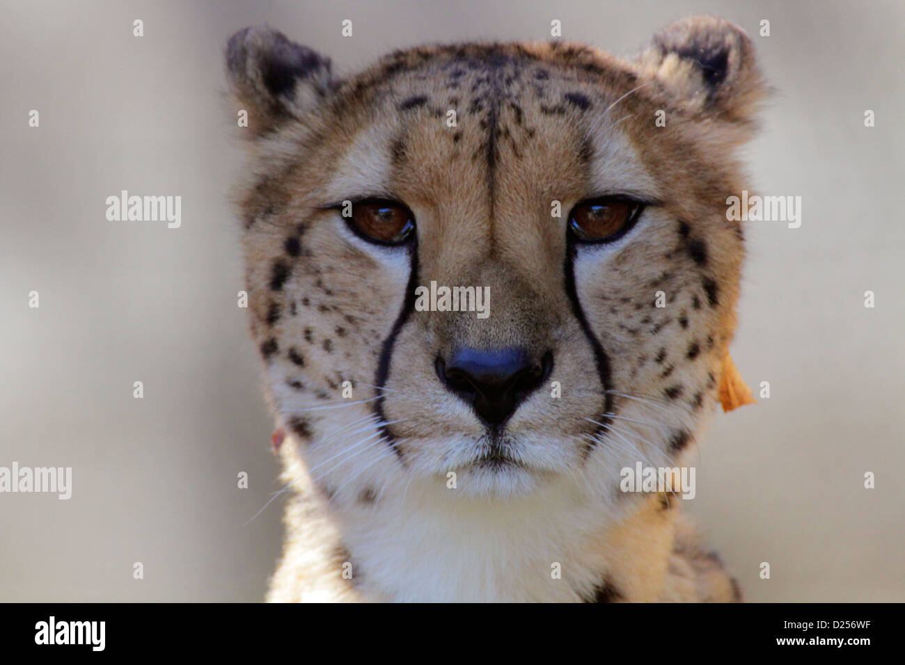 Ein Gepard bei Tama Zoo Tokio Japan Stockfoto