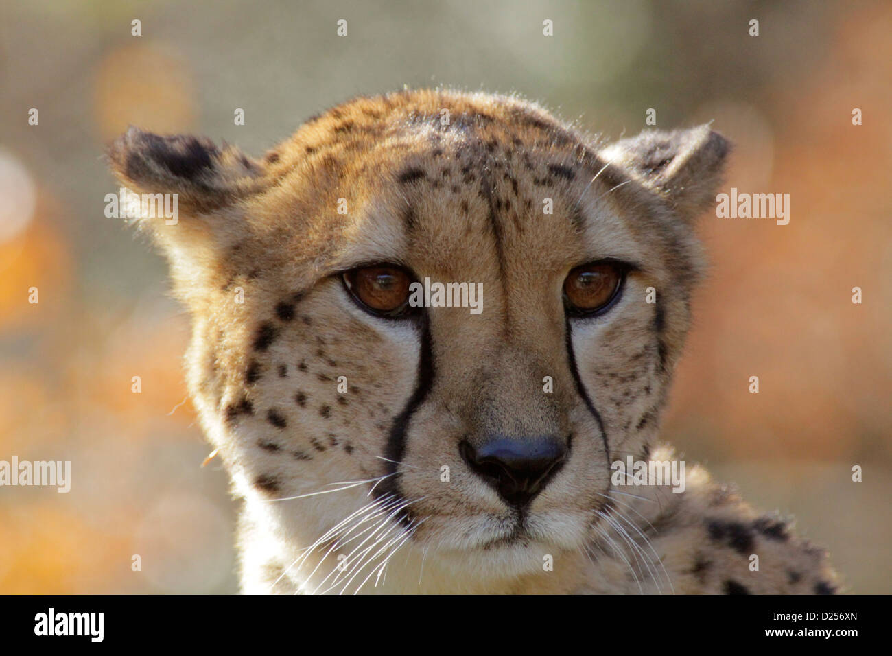 Ein Gepard bei Tama Zoo Tokio Japan Stockfoto