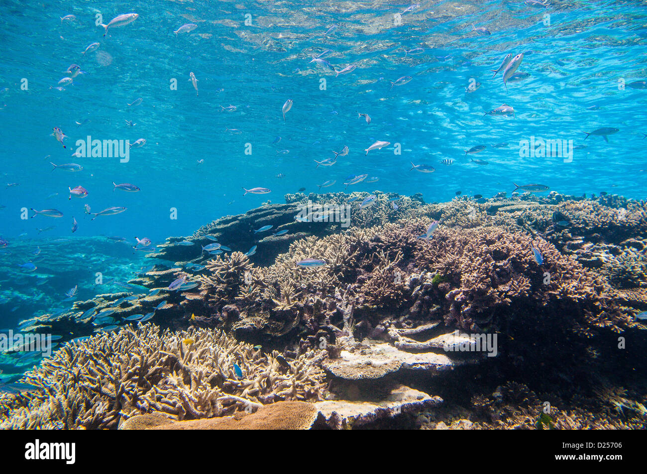 Korallenriff-Gemeinschaft und Fisch, Lady Elliot Island, Great Barrier Reef, Queensland, Australien Stockfoto