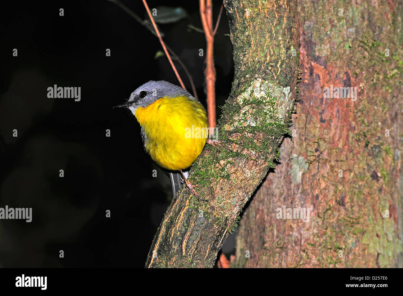 Australian Eastern gelbe Robin (Eopsaltria Australis) Stockfoto