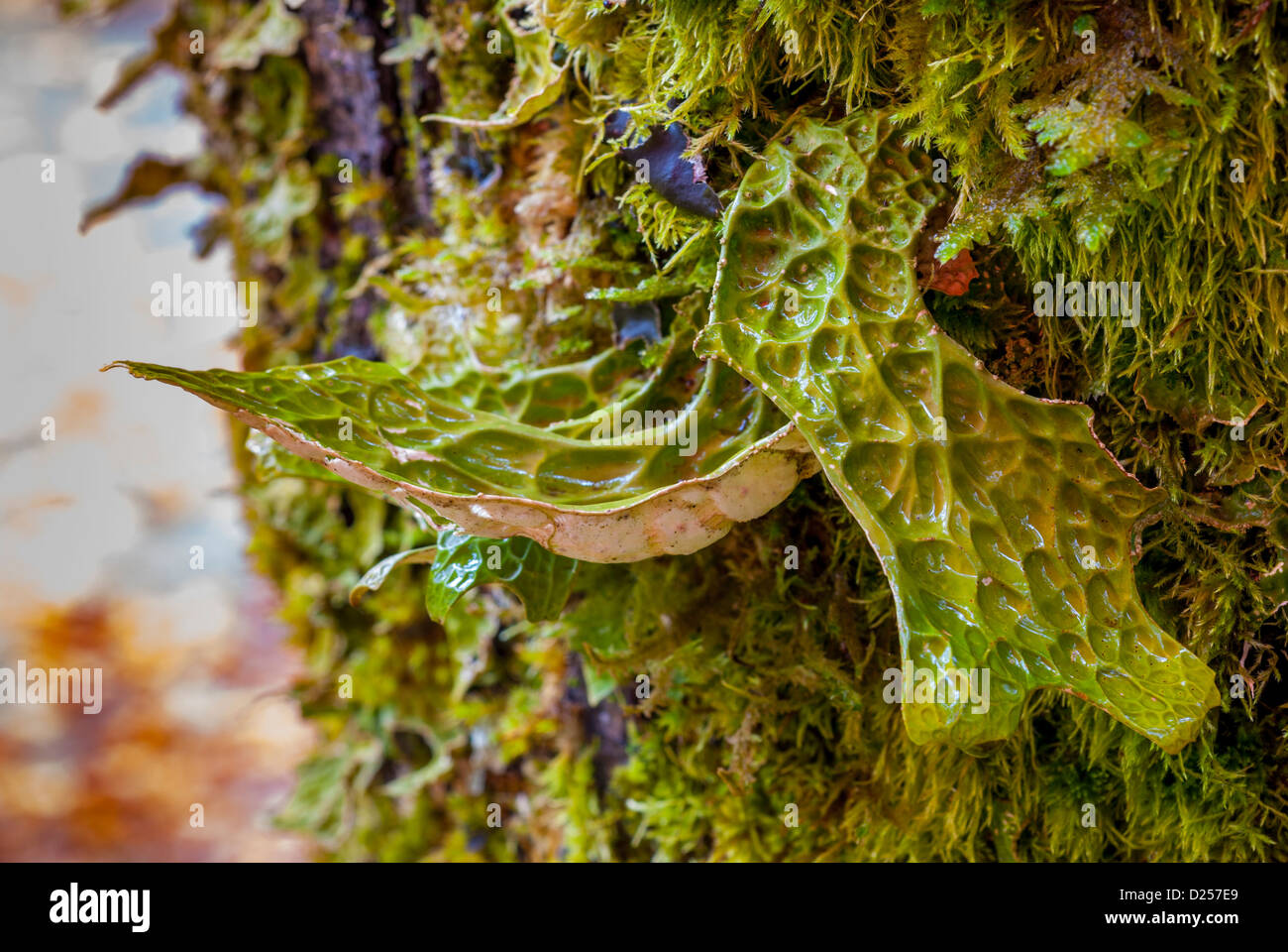 Cool aussehende Pilze mit Moos auf der Seite ein Baum wächst Stockfoto