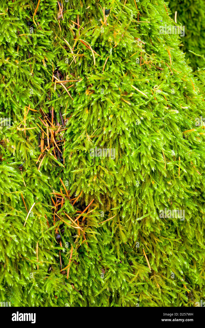Viele Blätter des Baumes Moosgrün Stockfoto