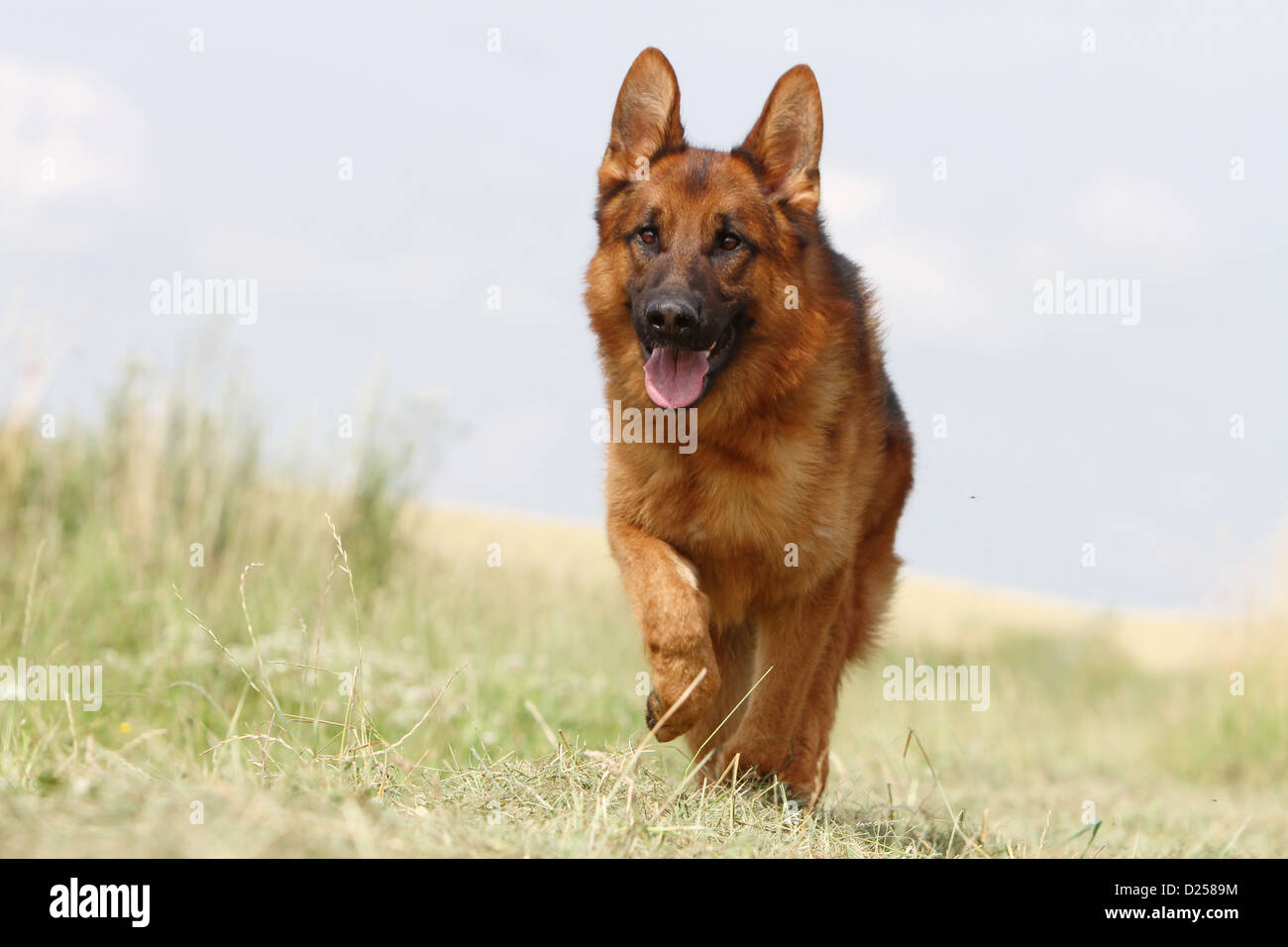 Deutscher Schäferhund Hund / Deutscher Schäferhund Erwachsenen läuft in einem Feld Stockfoto