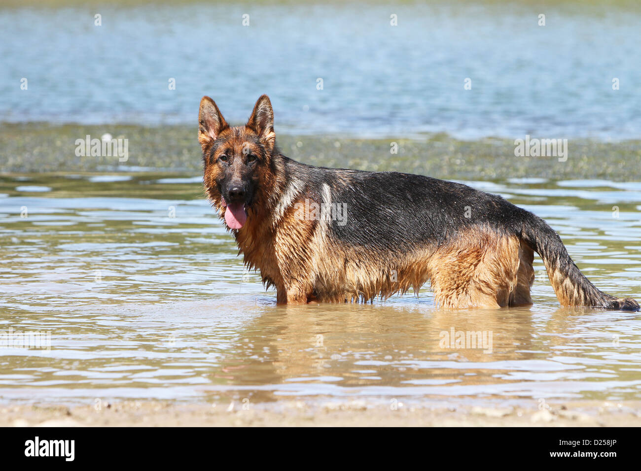 Deutscher Schäferhund Hund / Deutscher Schäferhund Erwachsener im Wasser Stockfoto