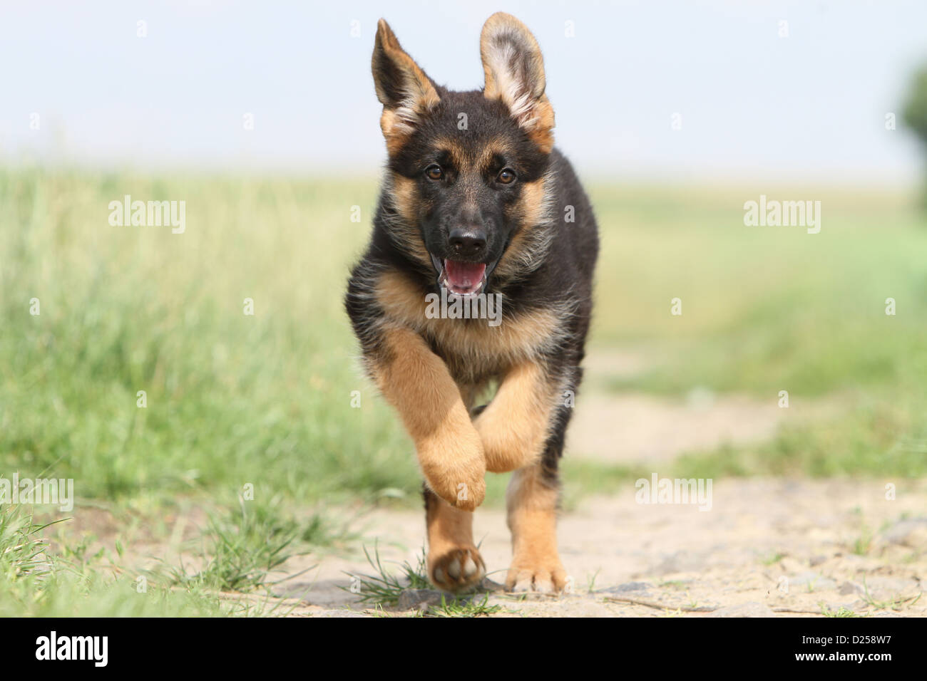 Deutscher Schäferhund Hund / Deutscher Schäferhund Welpen Lauffläche Stockfoto