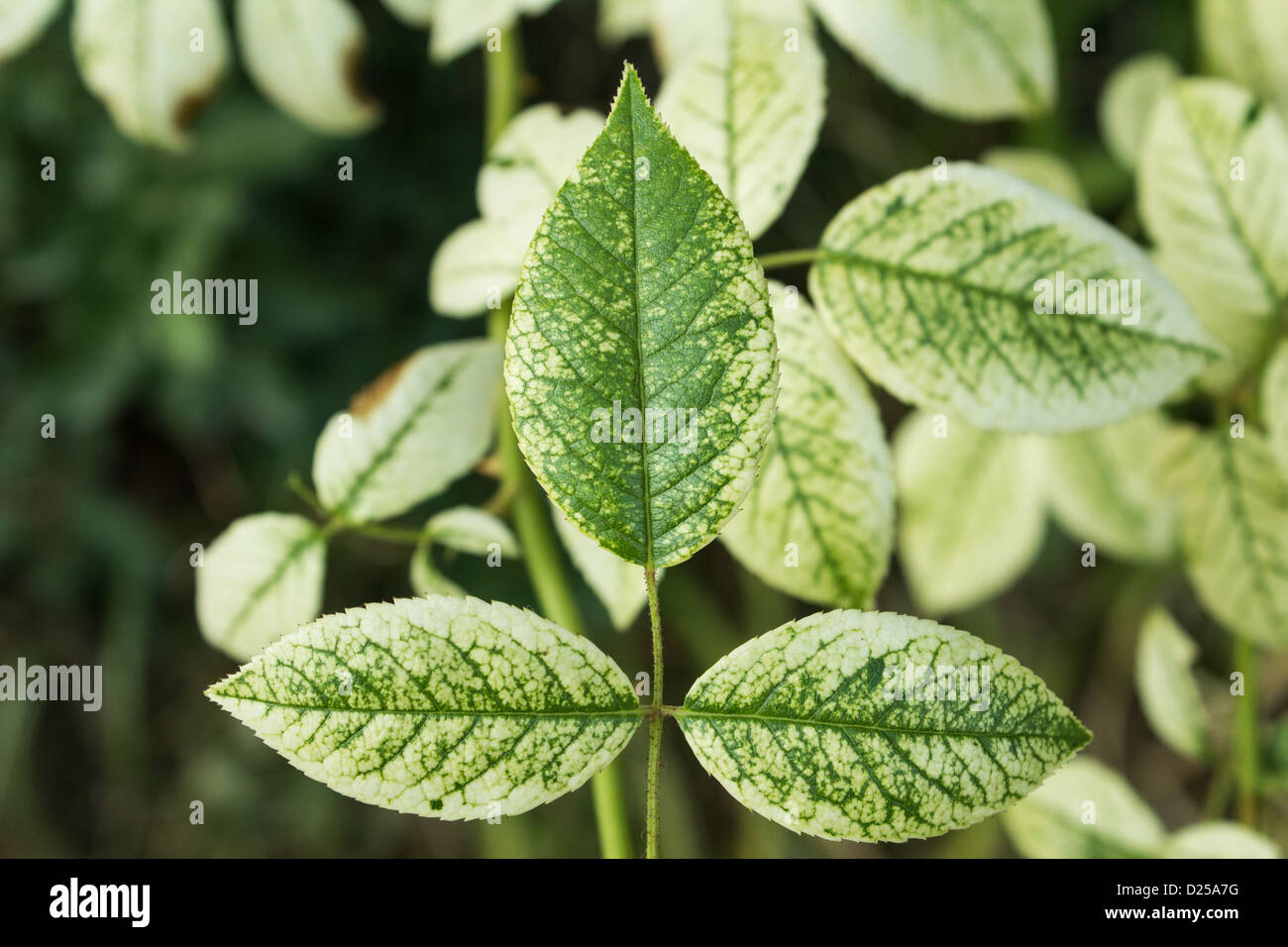 Weiß-grüne Blätter. Stockfoto