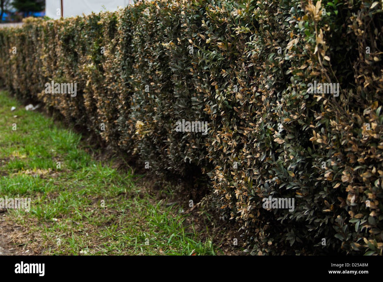 Bush Zaun geschnitten grob Stockfoto