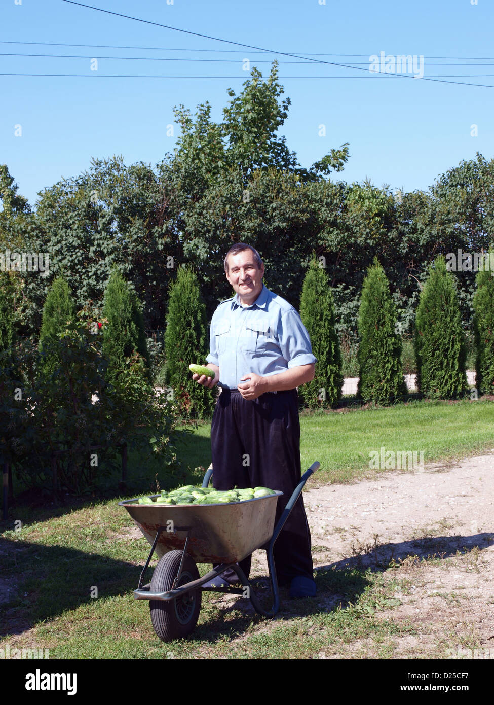 Senior woman Gärtner mit Schubkarre voller Gurken Stockfotografie Alamy