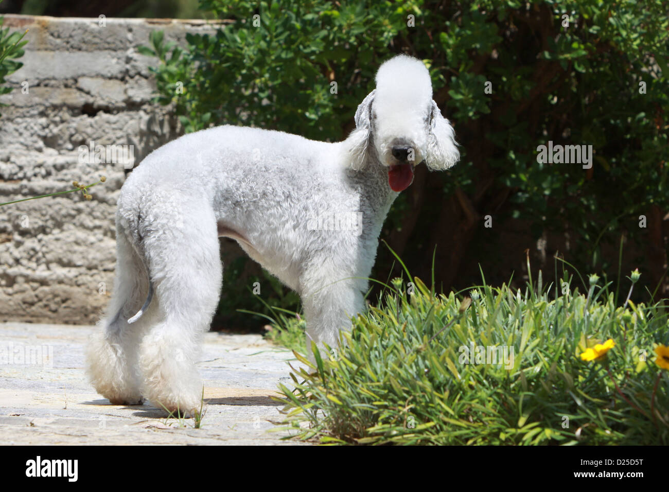 Hund Bedlington Terrier adult stehende Profil Stockfoto