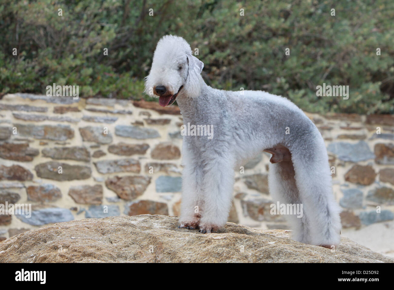 Bedlington Terrier Hund adult standard Profil Stockfoto