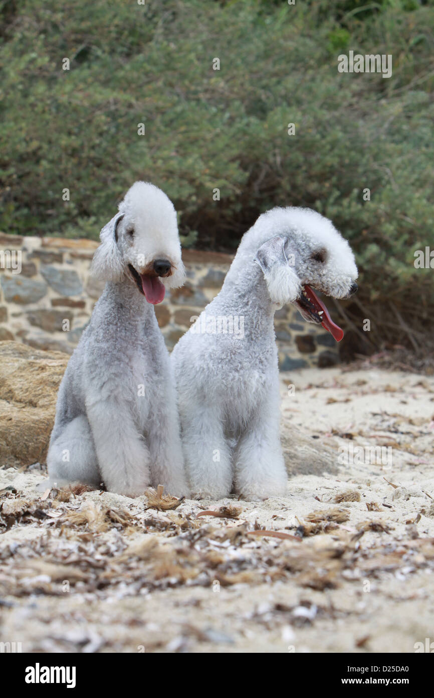 Bedlington Terrier zwei Erwachsene am Strand sitzen Hund Stockfoto