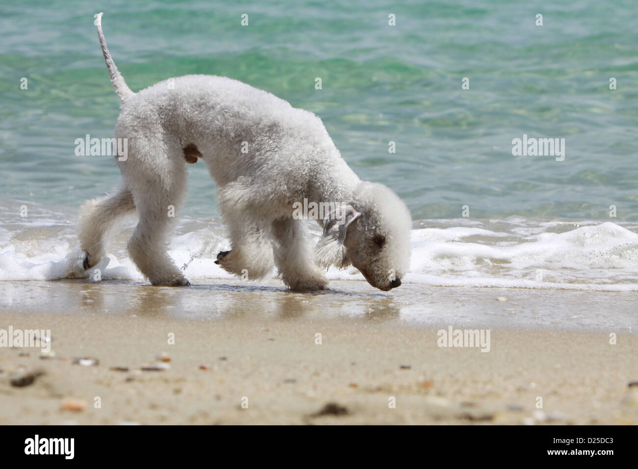 Kleine Hund Bedlington Terrier Erwachsenen am Strand Stockfoto