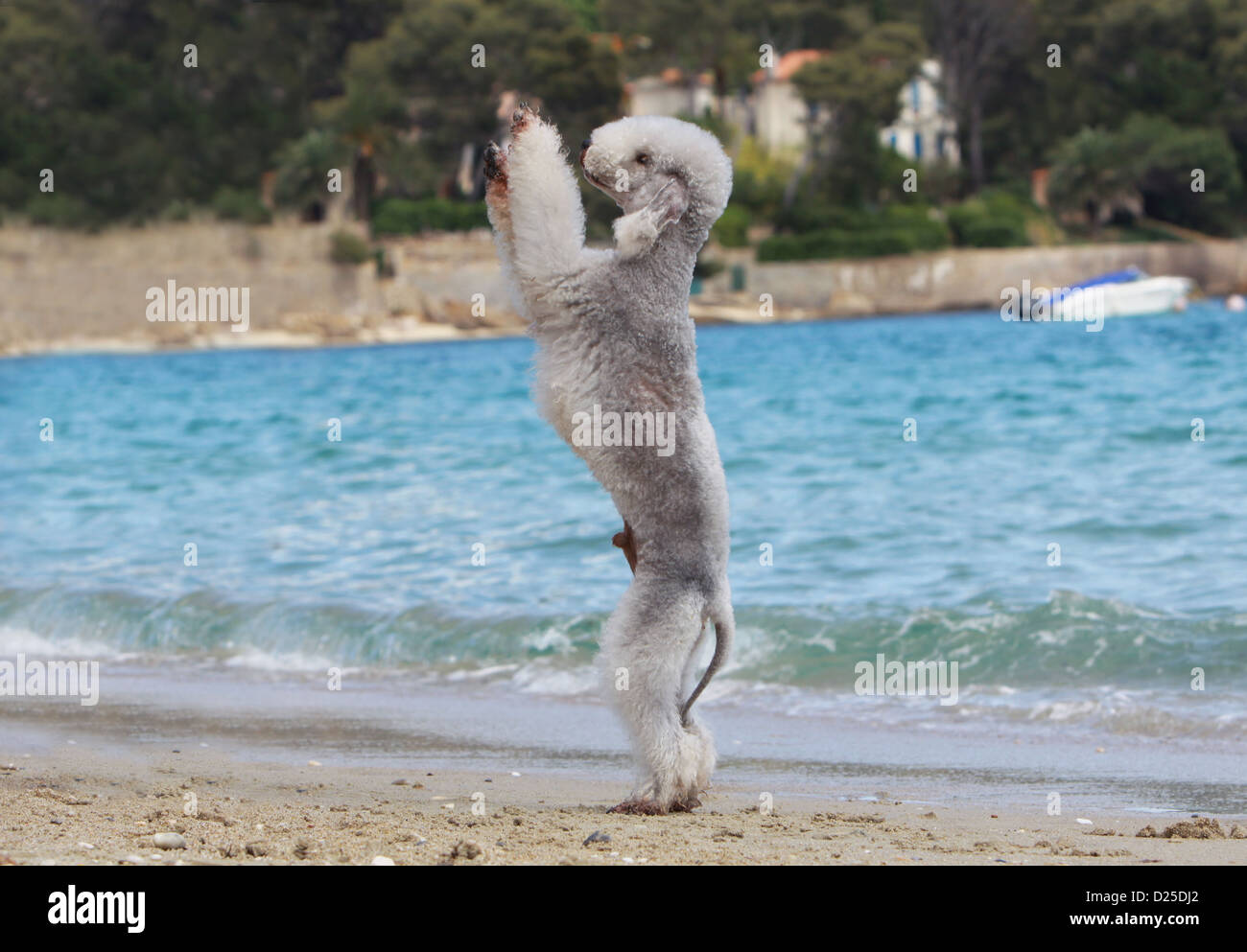 Hund Bedlington Terrier adult auf hinteren Beinen stehend Stockfoto