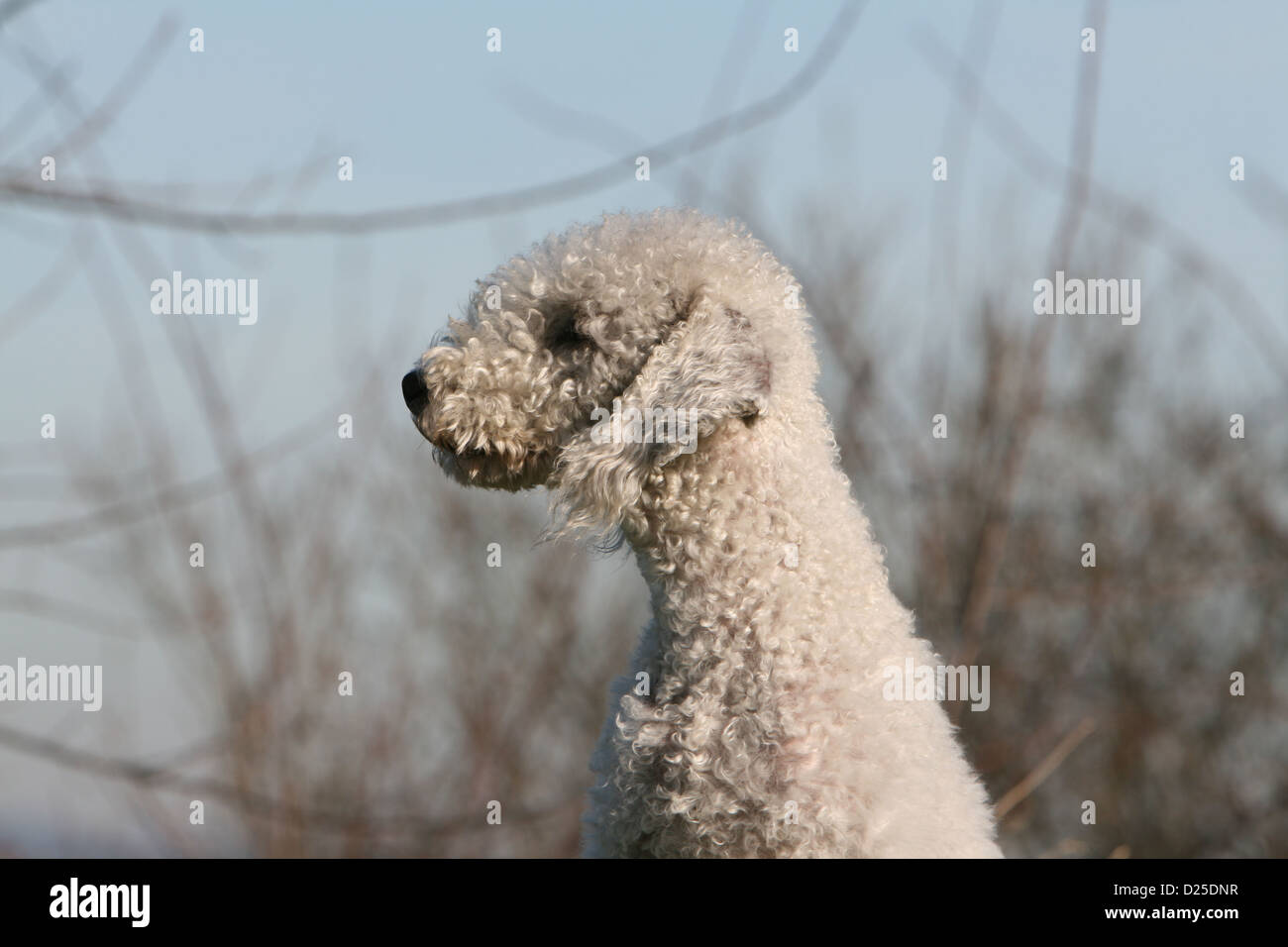 Hund Bedlington Terrier adult Porträt Profil Stockfoto