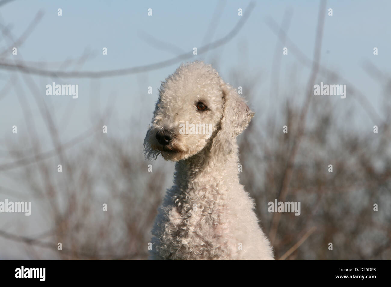 Hund Bedlington Terrier adult Porträt Profil Stockfoto