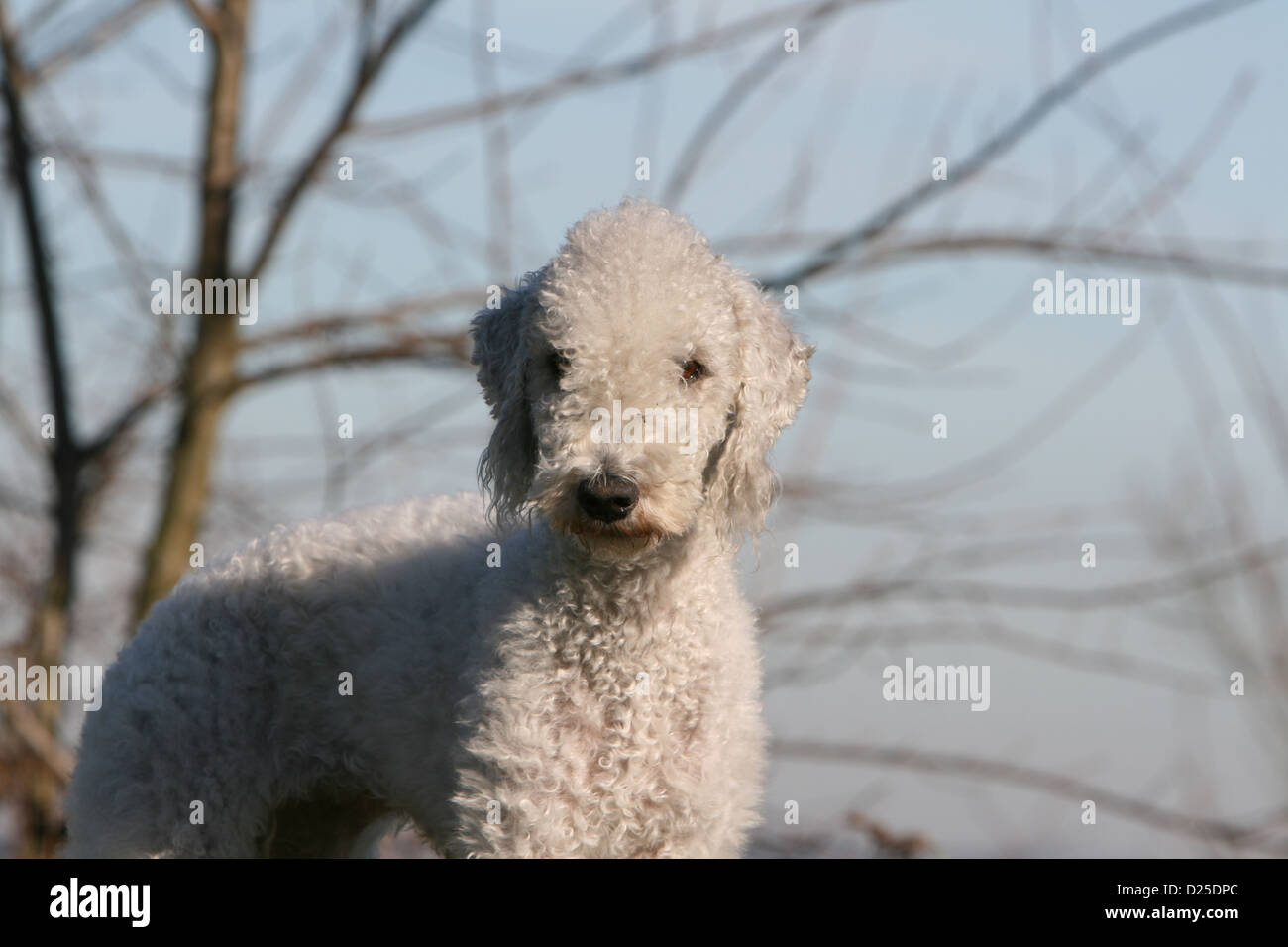 Hund Bedlington Terrier adult Porträt Gesicht Stockfoto