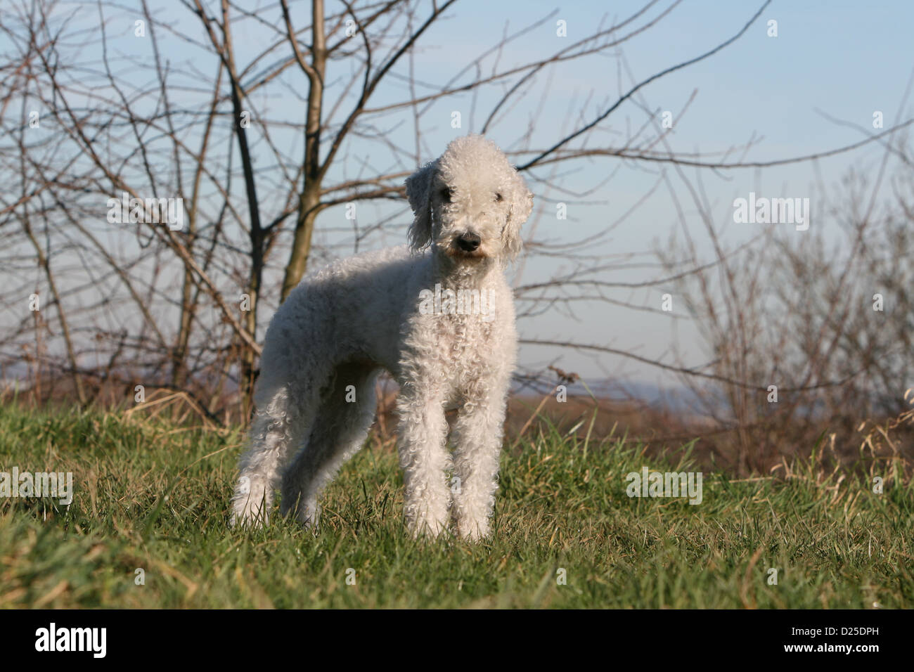 Hund Bedlington Terrier Erwachsenen stehen Stockfoto