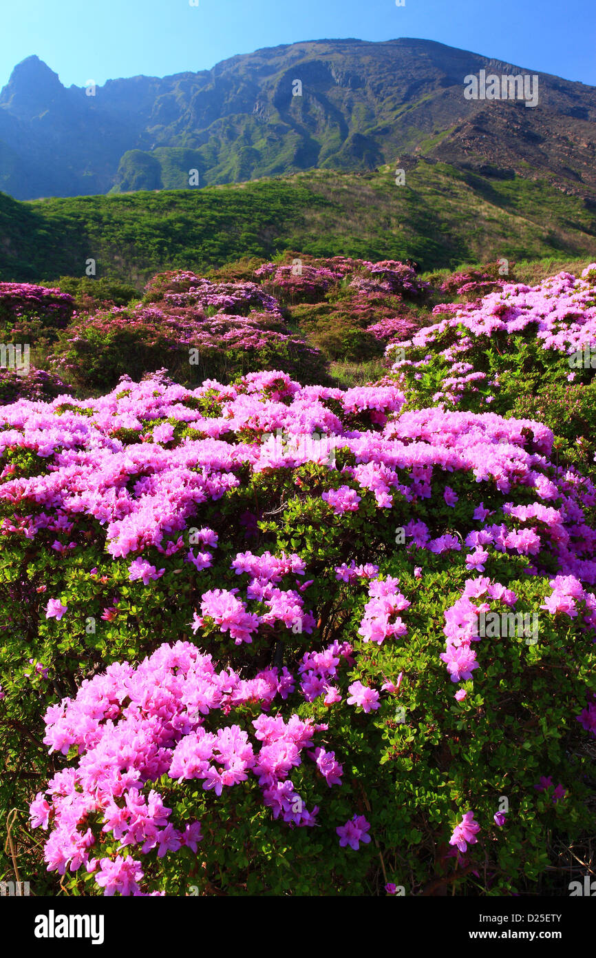Rhododendron-Feld in Sensui Gorge, Präfektur Kumamoto Stockfoto