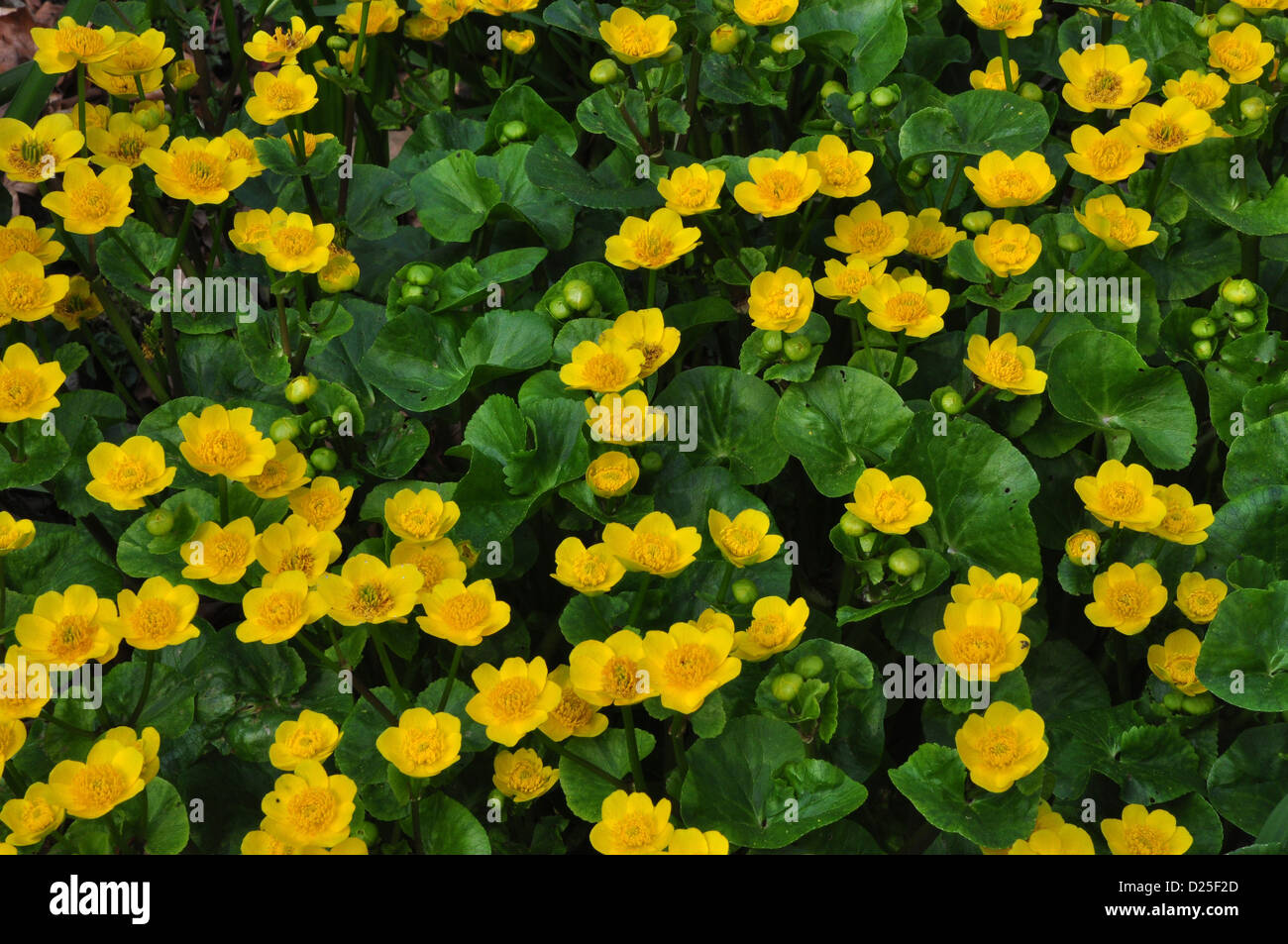 Marsh marigold Stockfoto