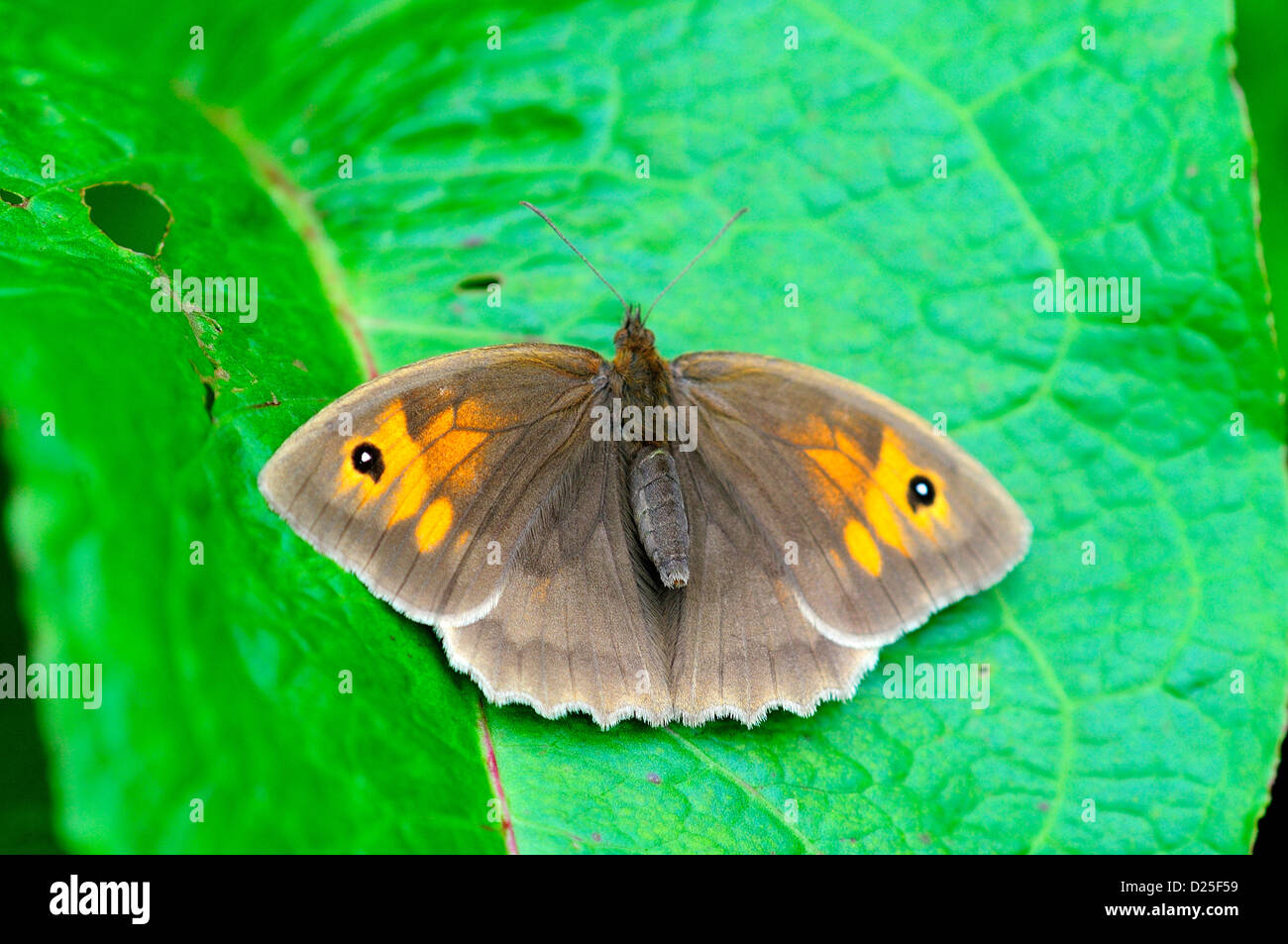 Wiese braun Schmetterling ruht auf einem Dock Blatt UK Stockfoto