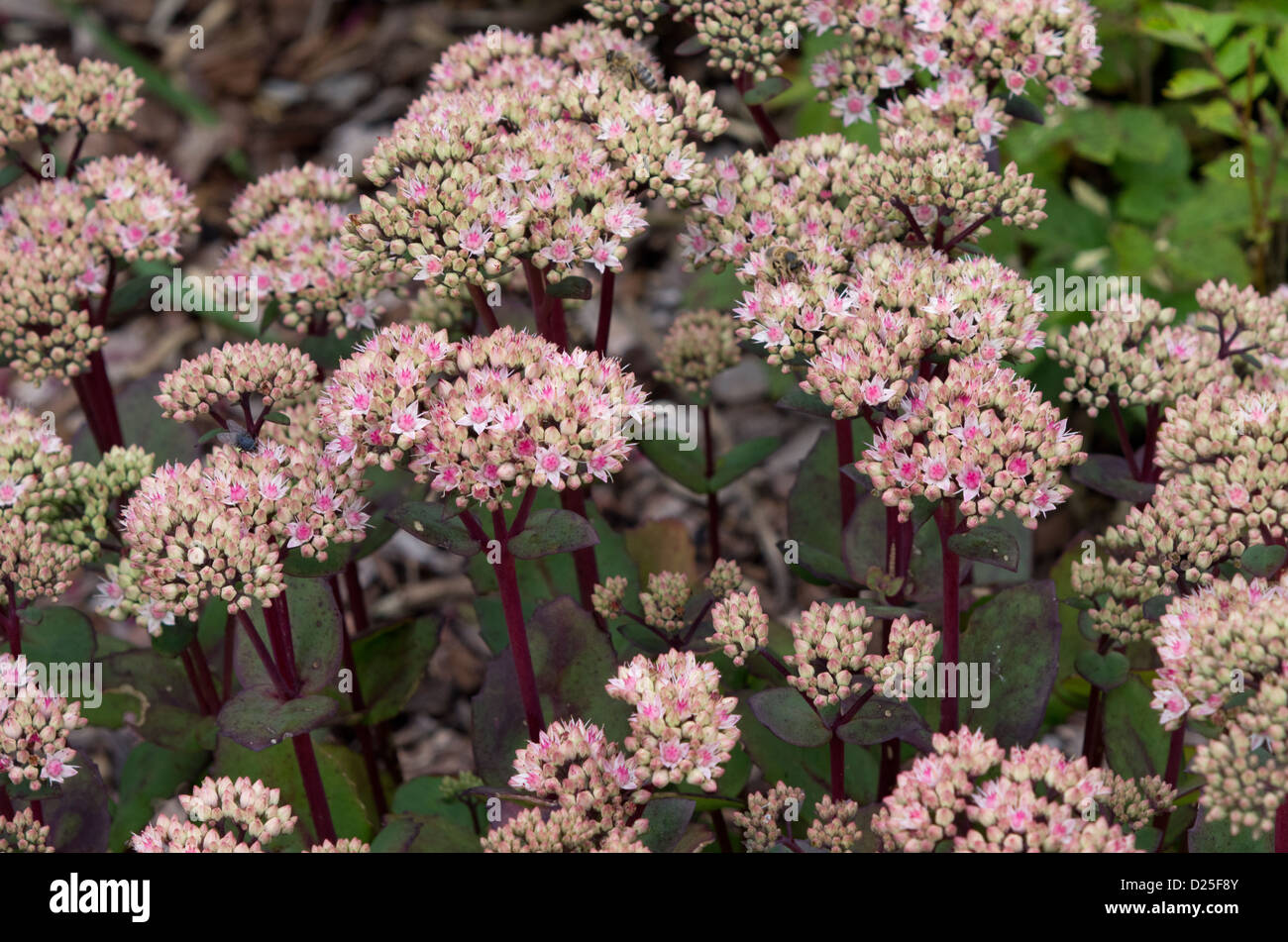 Sedum Telephium "Leonore Zuuntz" Stockfoto