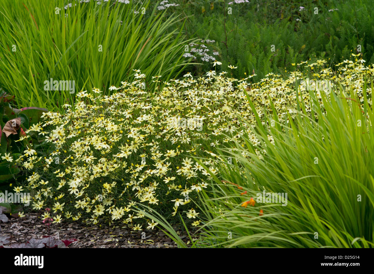 Coreopsis Verticillata 'Moonbeam' Stockfoto