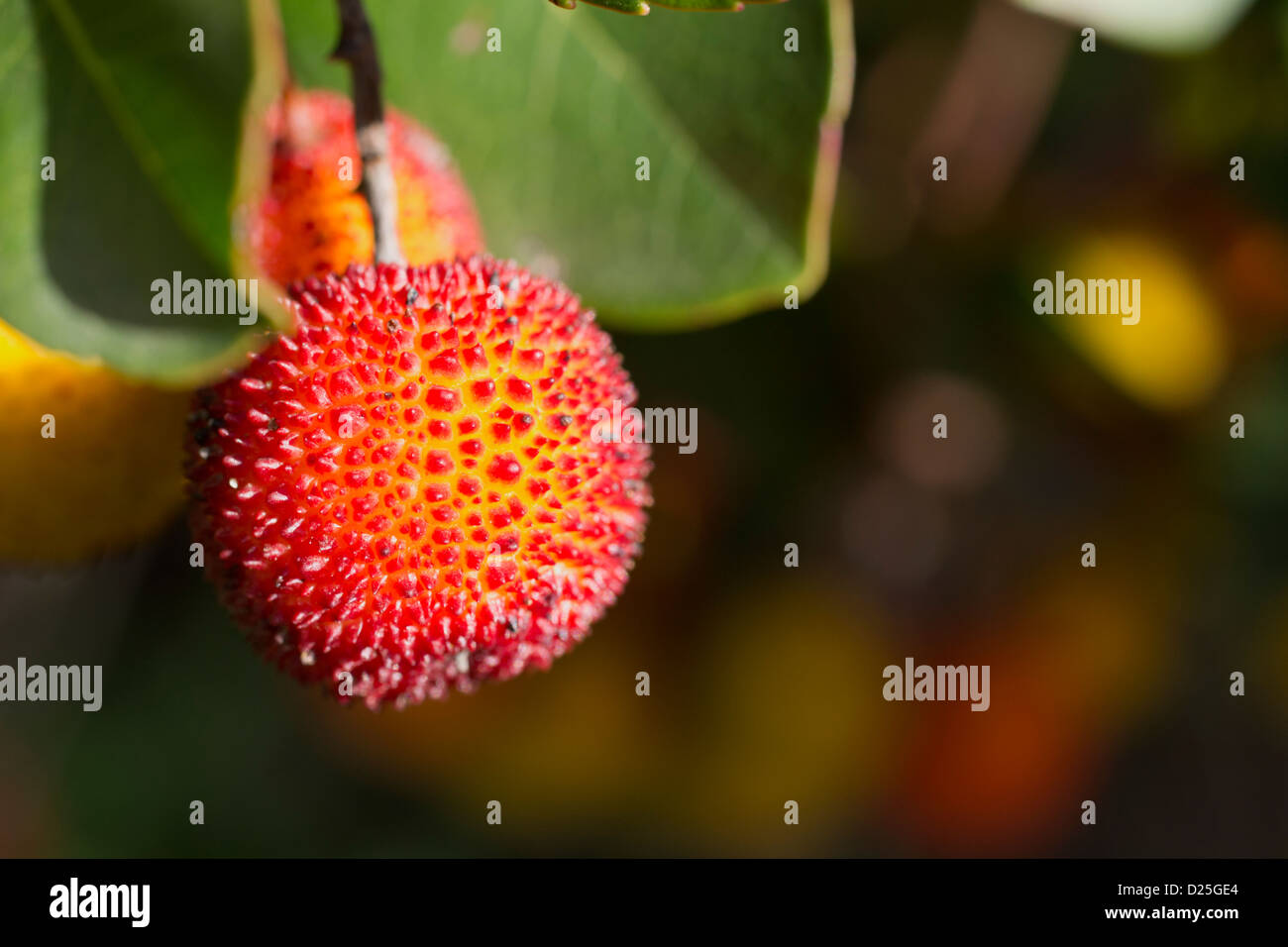 Schöne Bauanleitungen auf dem Baum. Stockfoto