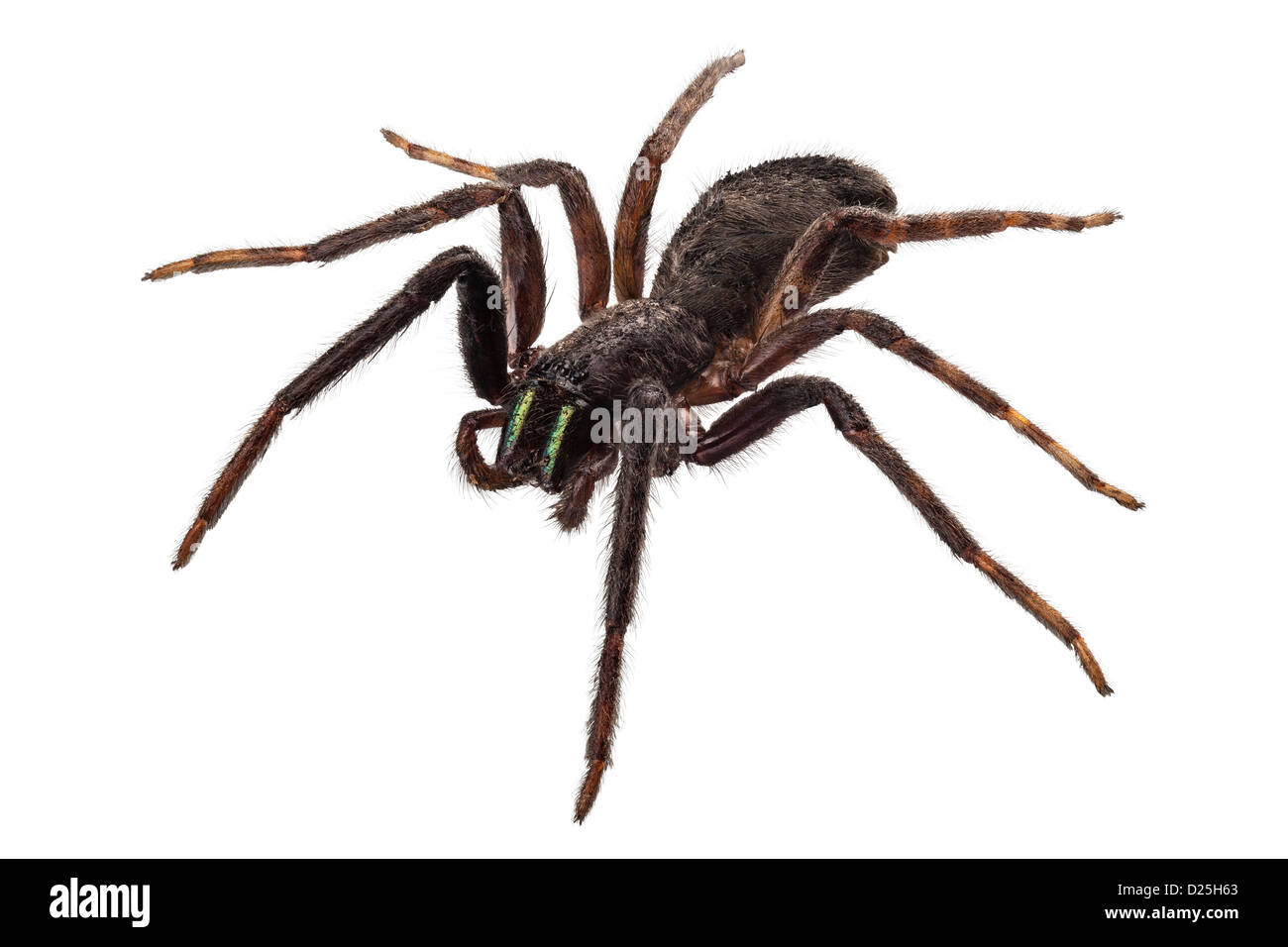 schwarze Spinne Arten Tegenaria sp isoliert Stockfoto