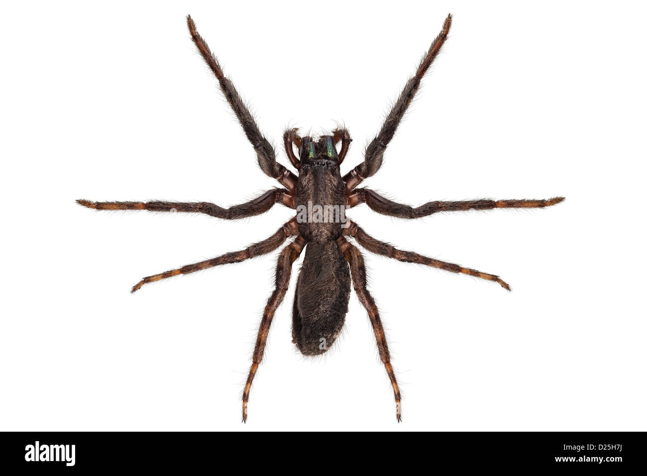 schwarze Spinne Arten Tegenaria sp isoliert Stockfoto