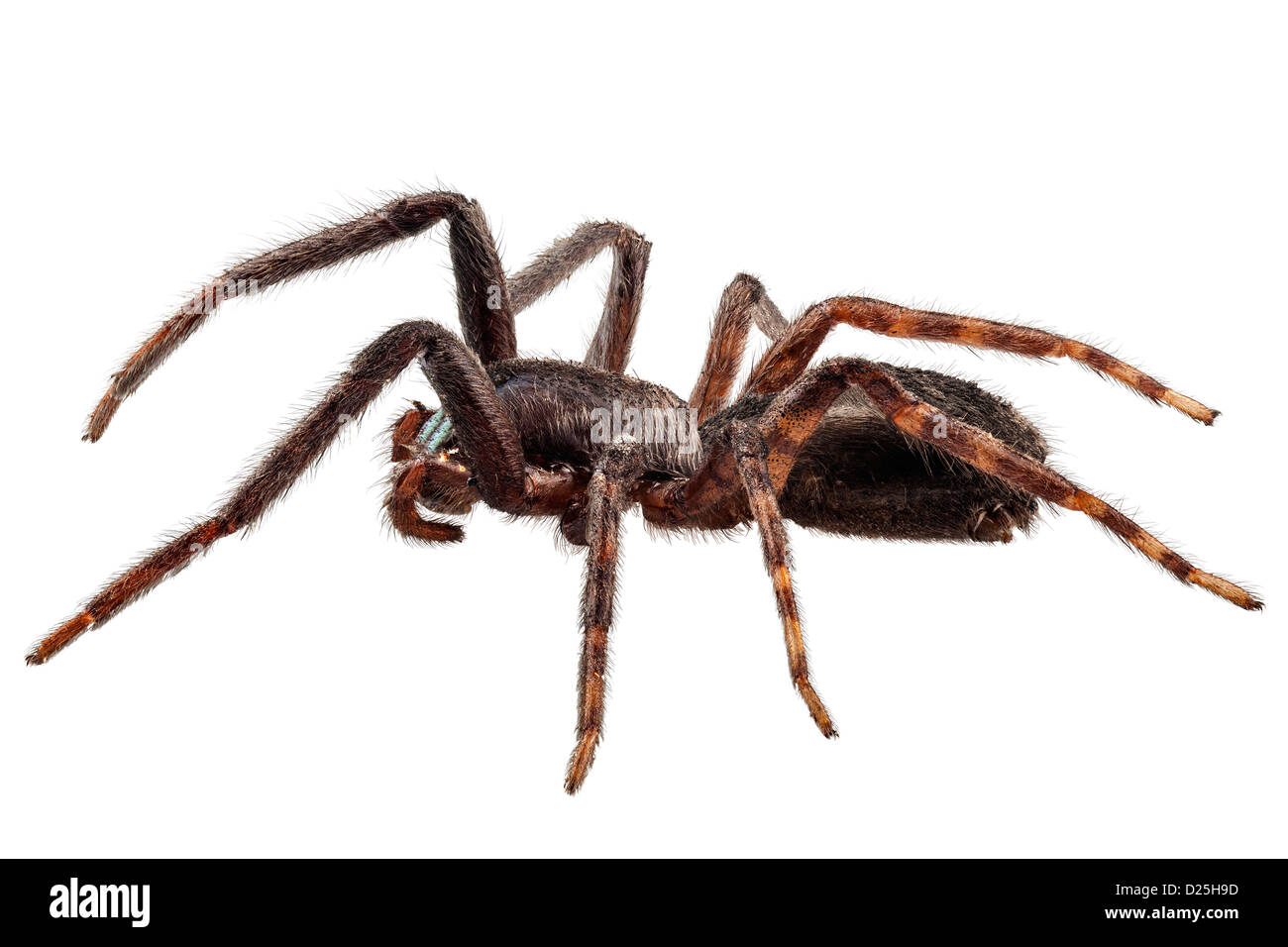schwarze Spinne Arten Tegenaria sp isoliert Stockfoto