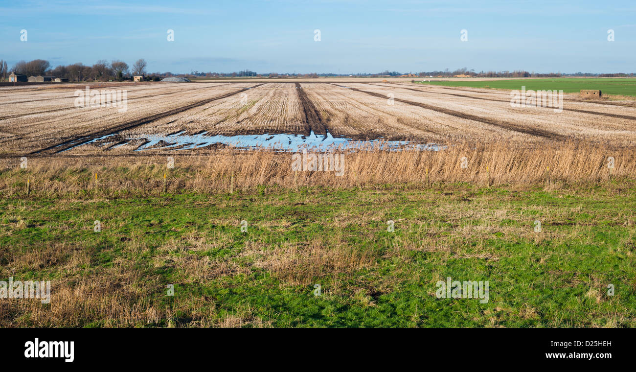 Winterliche Agrarlandschaft Fenlands von Ostengland aus North Bank Road, Peterborough, Cambridgeshire Stockfoto