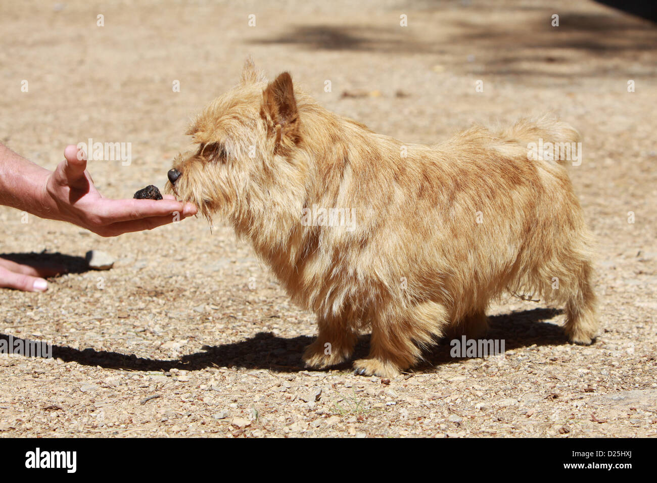 Norwich Terrier Erwachsener in der hand eine Trüffel schnüffeln Hund Stockfoto