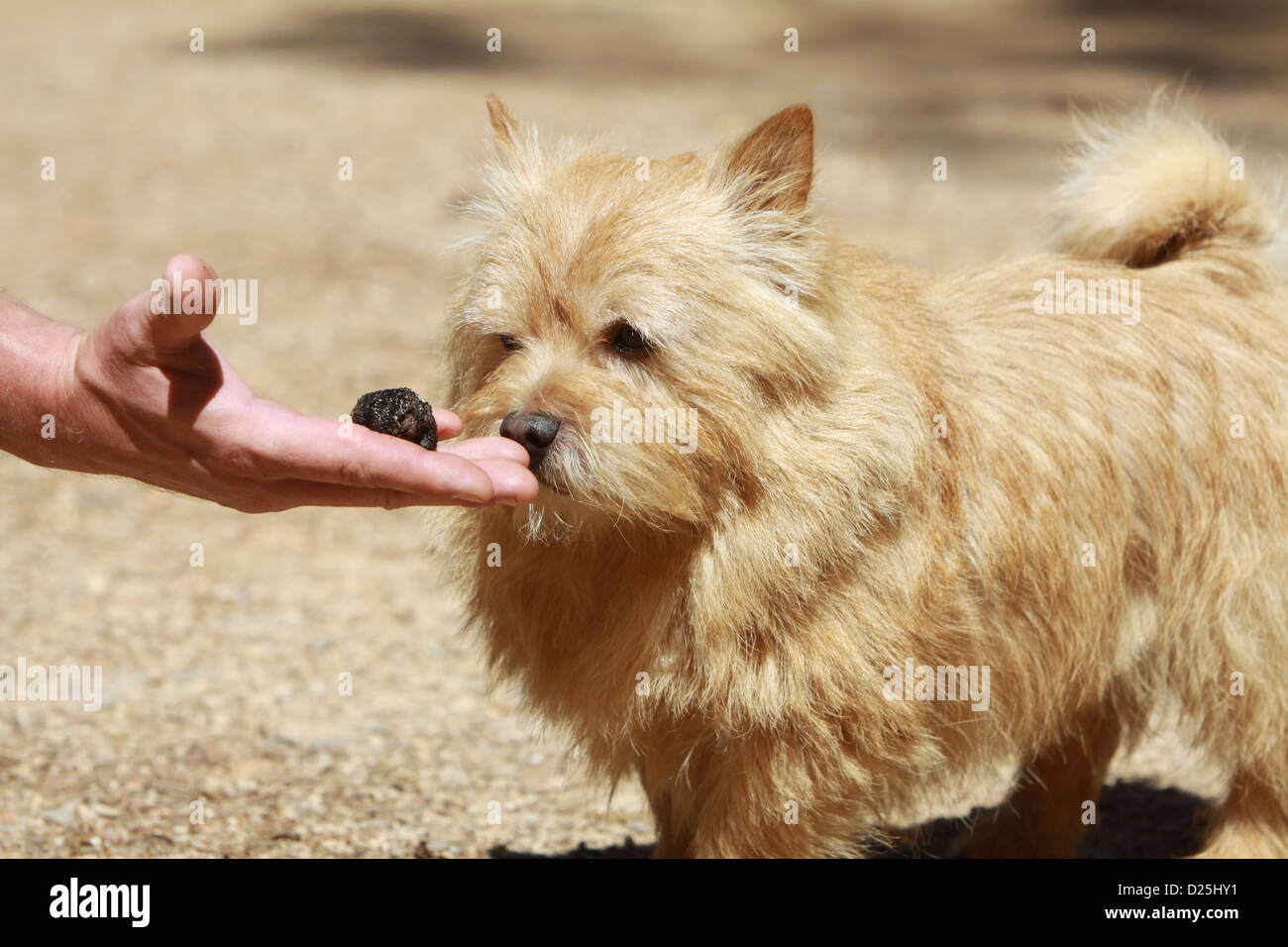 Norwich Terrier Erwachsener in der hand eine Trüffel schnüffeln Hund Stockfoto