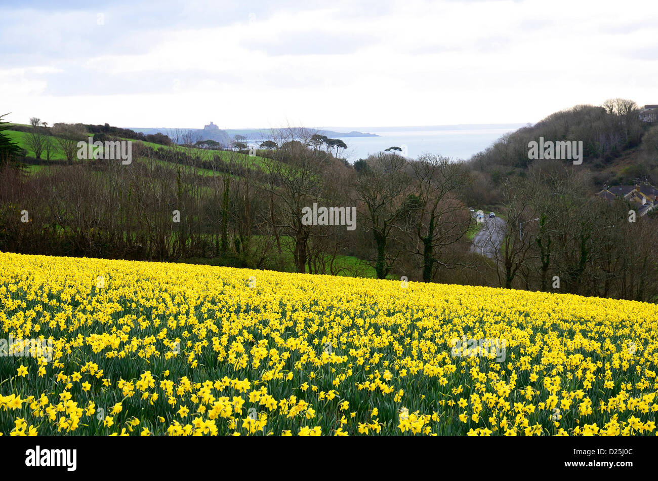 Narzissen im Frühjahr in der Nähe von Penzance, Cornwall, UK Stockfoto