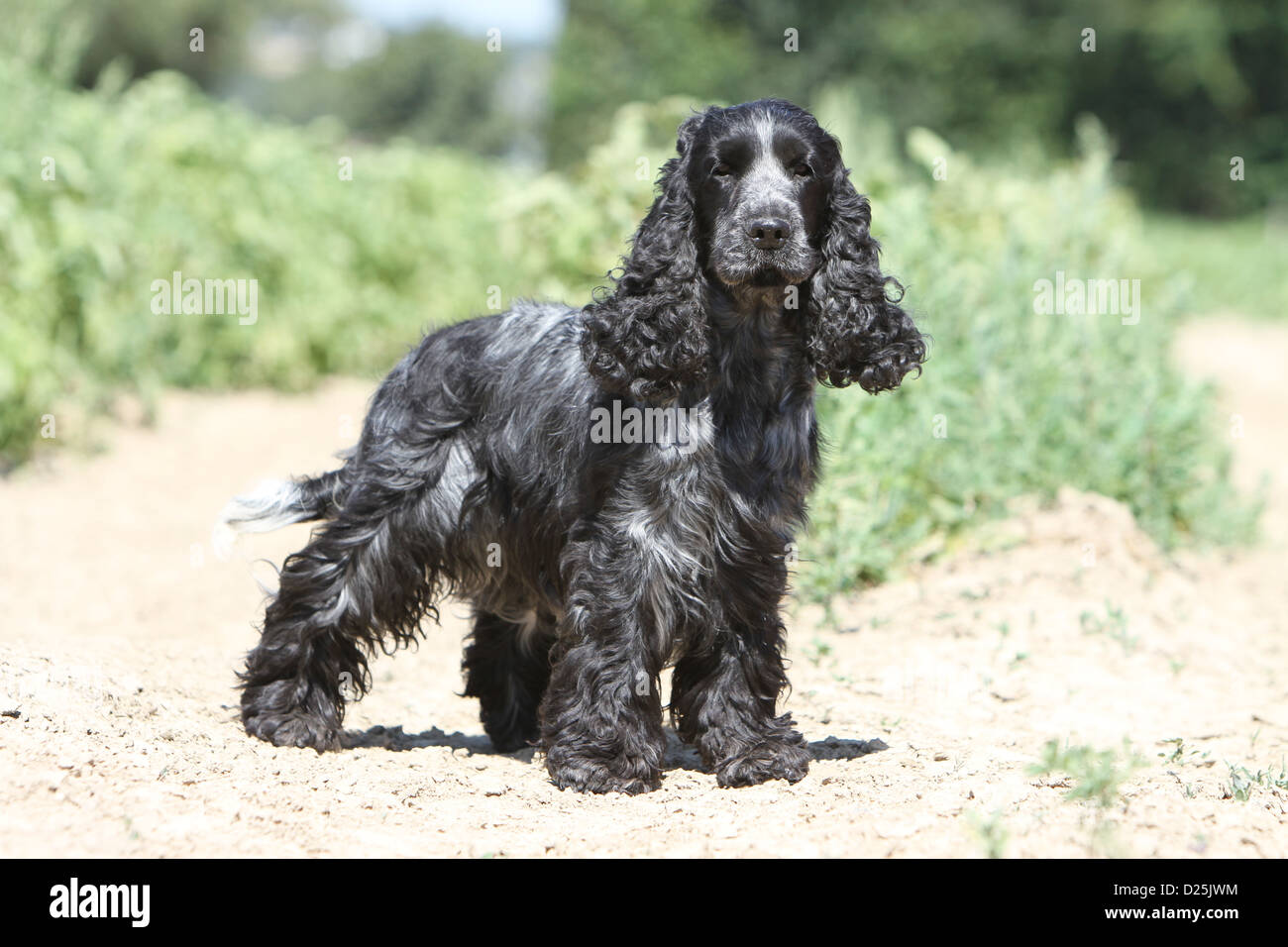 pic Blue Roan Cocker Spaniel Images https www alamy de stockfoto hund english cocker spaniel erwachsener blue roan stehen in einem feld 52985008 html