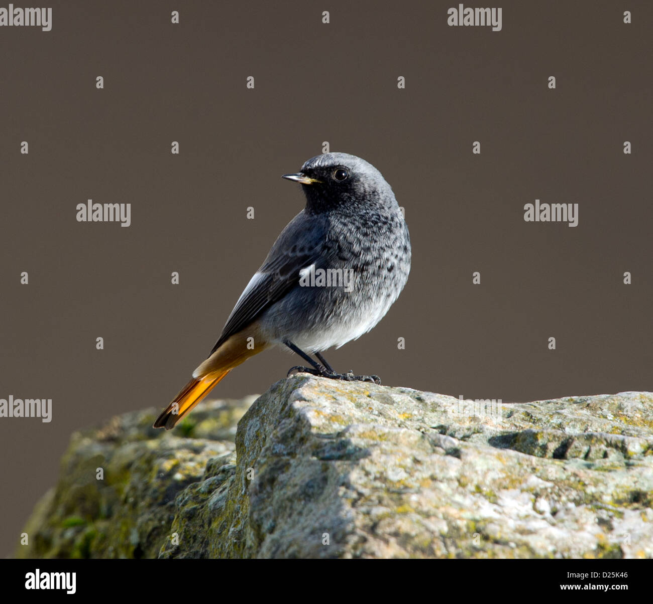 Black Redstart auf einem Felsen (Phoenicurus Ochruros) Stockfoto