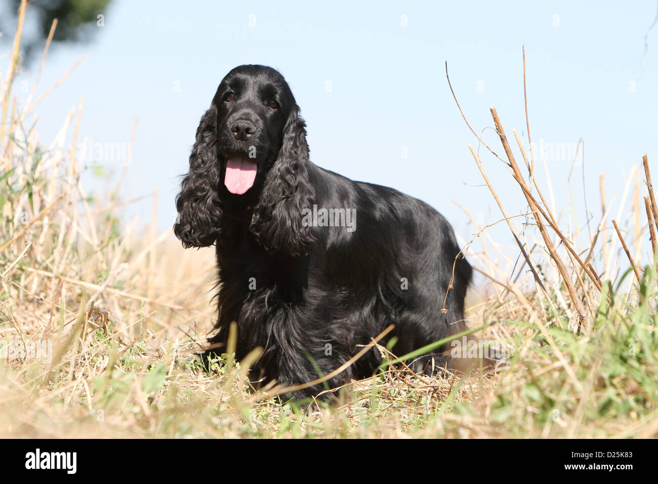 Hund English Cocker Spaniel Erwachsener (schwarz) stehen in einem Feld