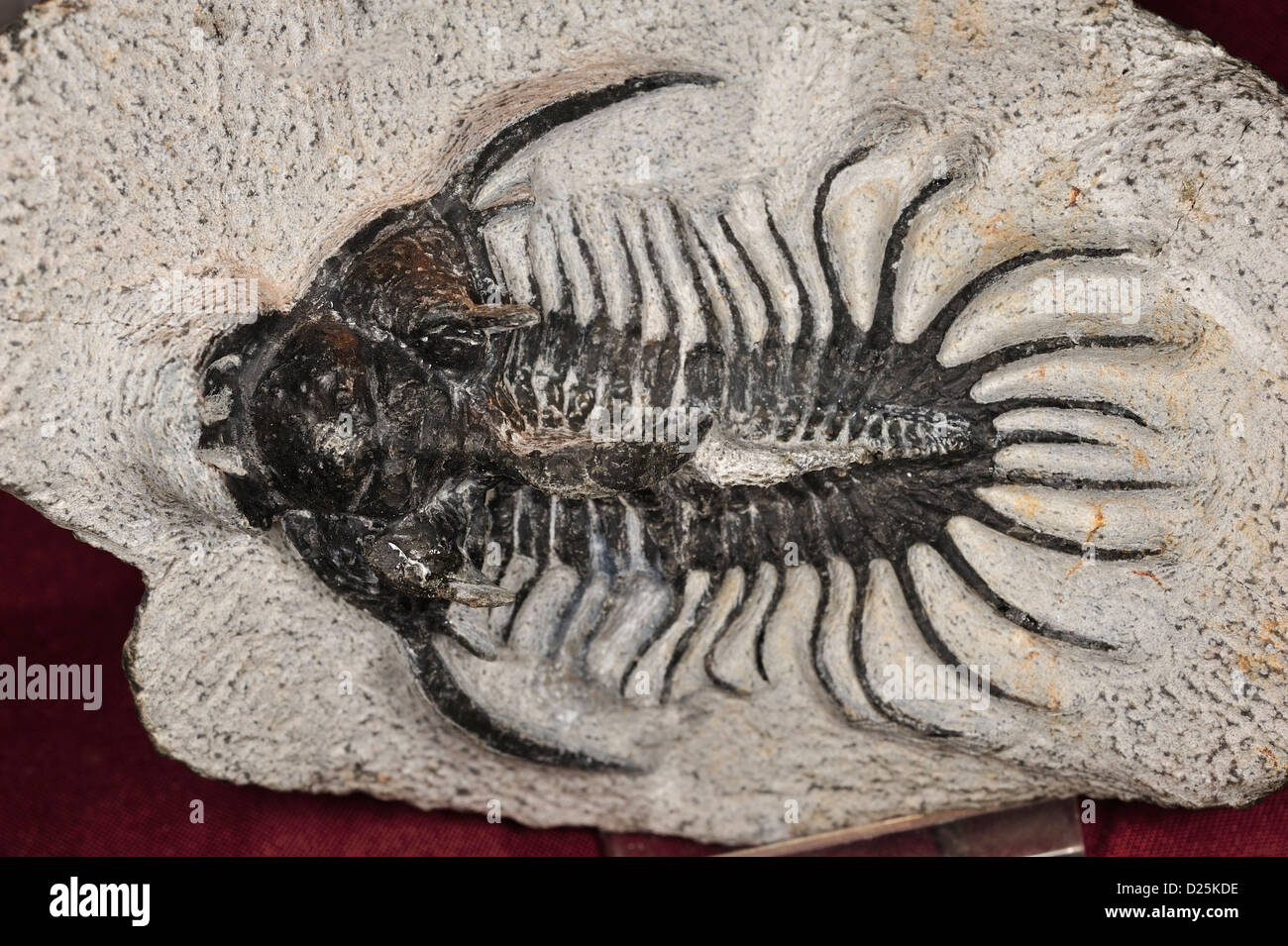 Trilobit Quadrops (Philonx sp), Devon, Alnif, Marokko, Afrika Stockfoto