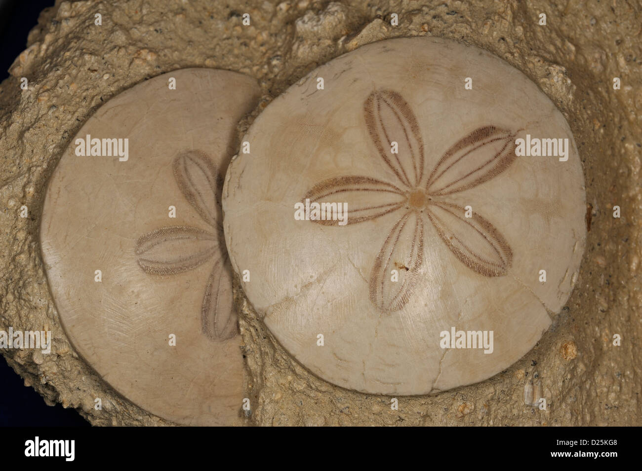 Fossilen Sanddollar Scutella Paulensis, Faluns de Touraine, Frankreich Stockfoto