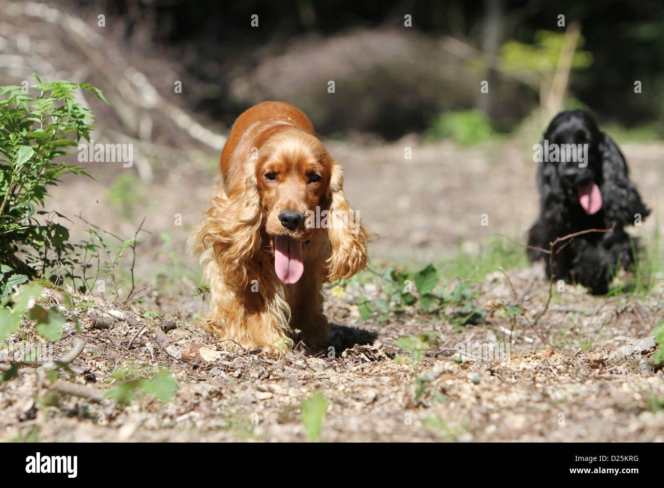 Hund, English Cocker Spaniel zwei Erwachsene verschiedenen Farben (rot, schwarz) in einem Wald laufen Stockfoto